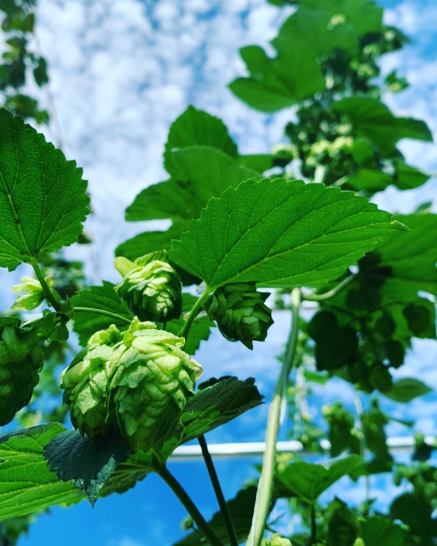 ビール好き夫婦の挑戦から生まれた、“大人のためのアイスクリーム”