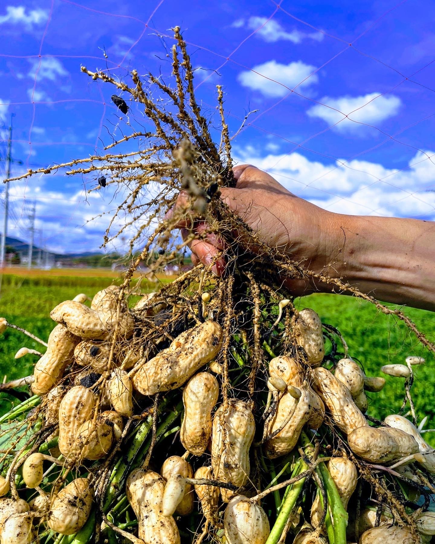 写真：土とね、/TUTITONE