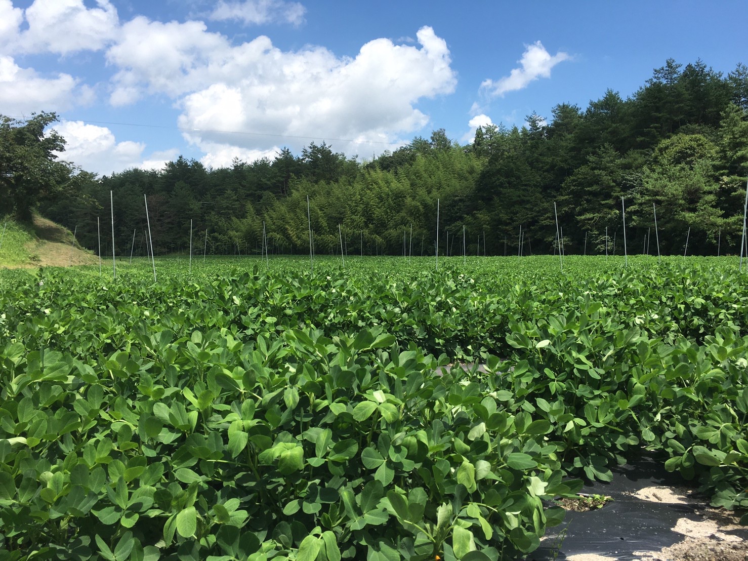 写真：土とね、/TUTITONE