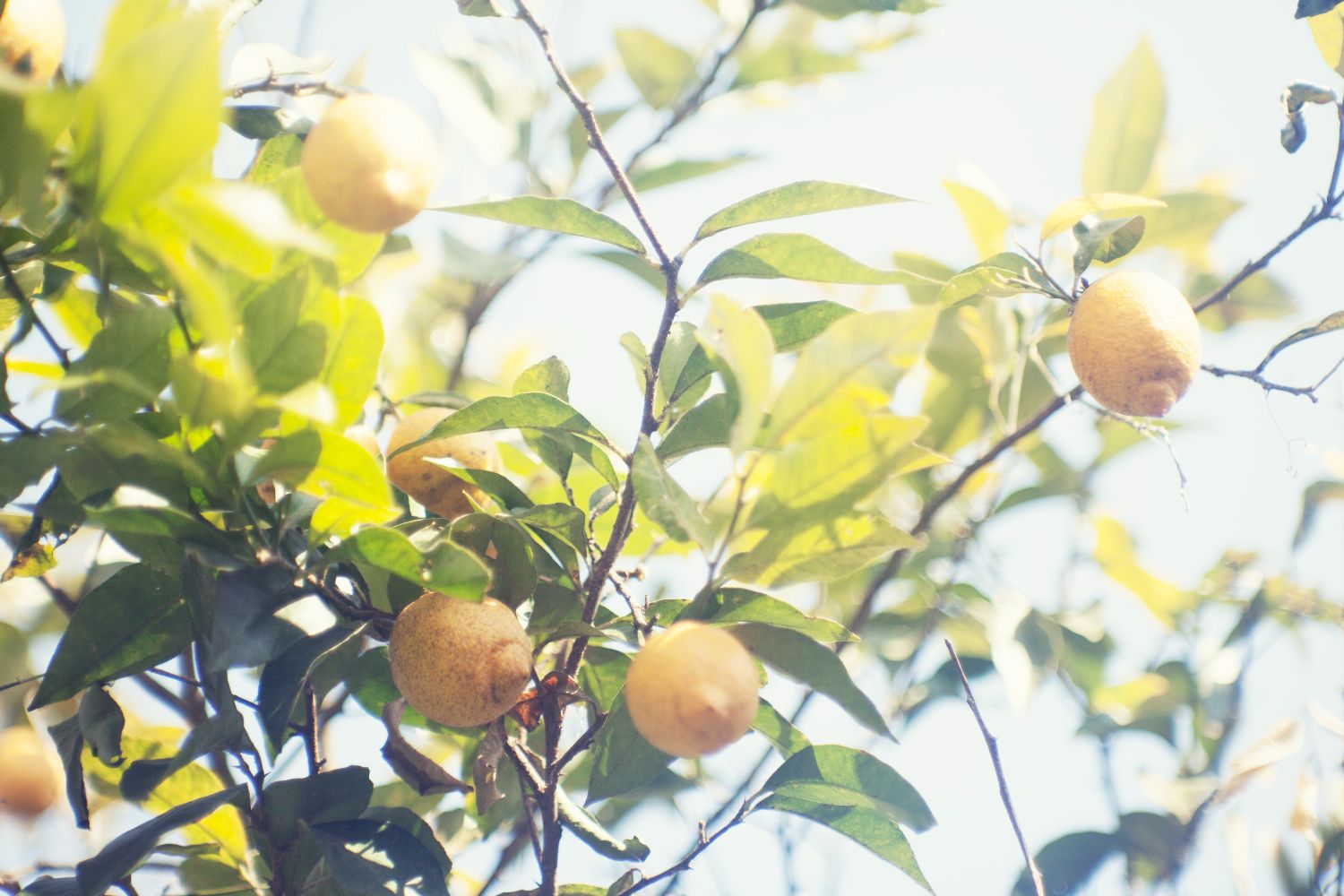香りを生かす技術から生まれた独自の「低温浄溜」